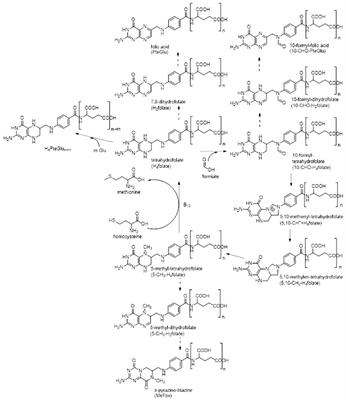 Metabolic folate profiling as a function of time during cultivation suggests potential C2-metabolism in Saccharomyces cerevisiae